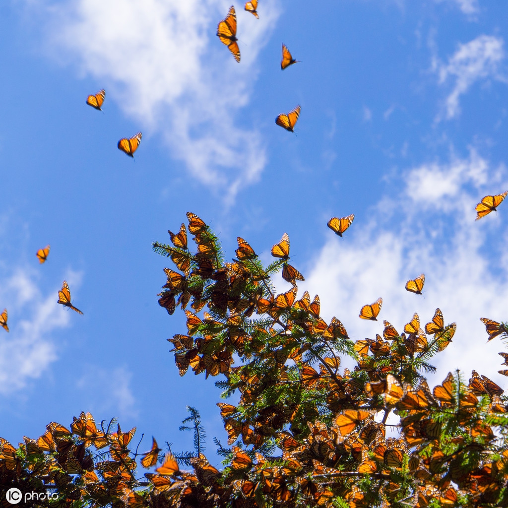 网络文学如何与传统文学融合共生,网络文学如何与传统文学共生