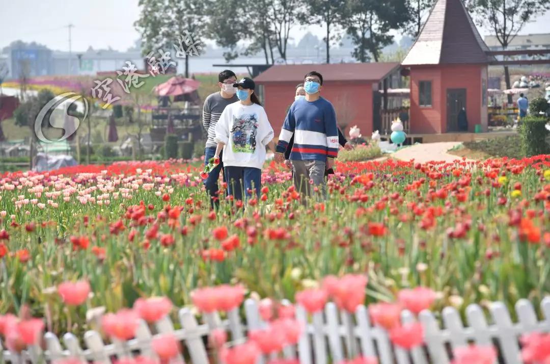 空港花田今天收门票吗,空港花田19.9门票