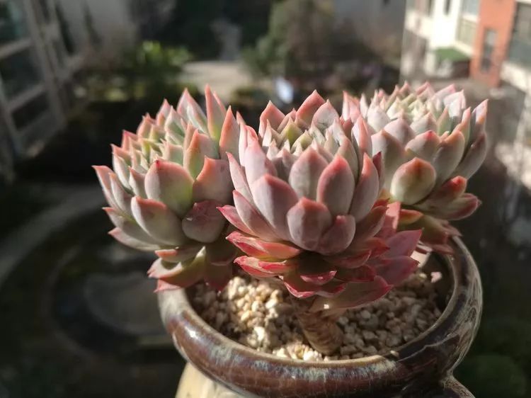 冬日暖阳邂逅最美的多肉,冬日暖阳和多肉暖了我的心