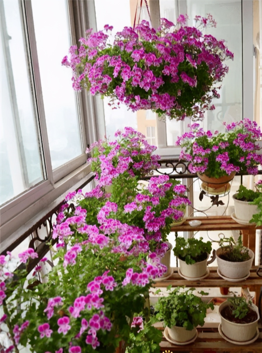 天竺葵怎么养才开花长久,天竺葵怎样养护开花不断
