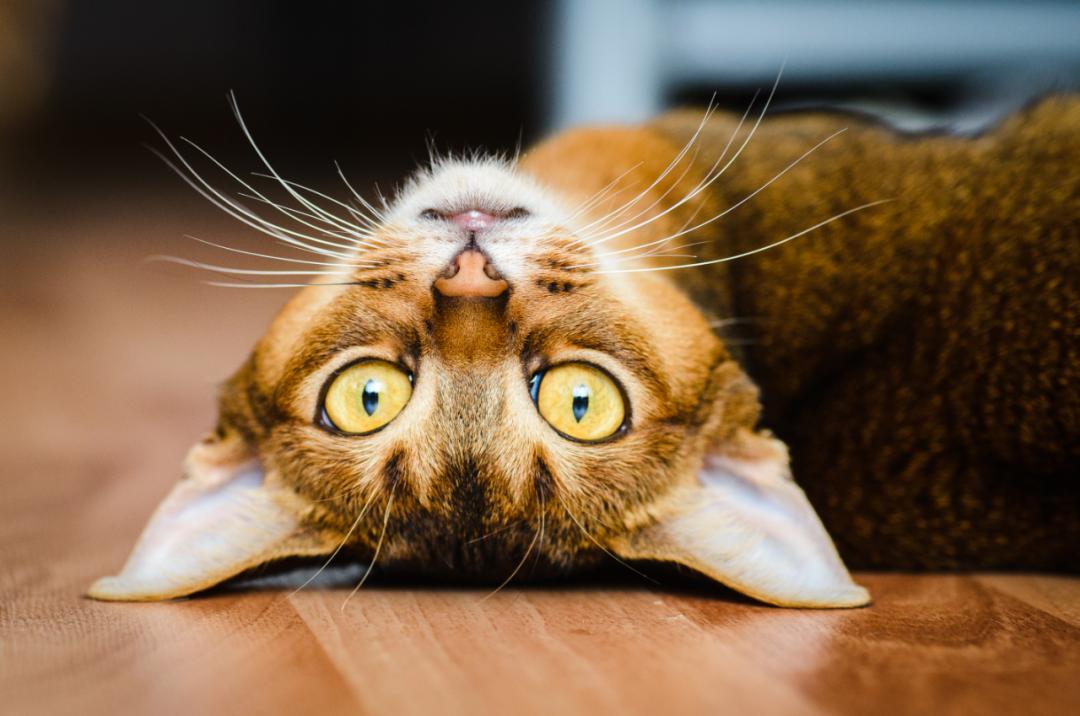 猫咪里面最温顺的是什么猫,什么猫咪是世界上最最温柔的猫咪