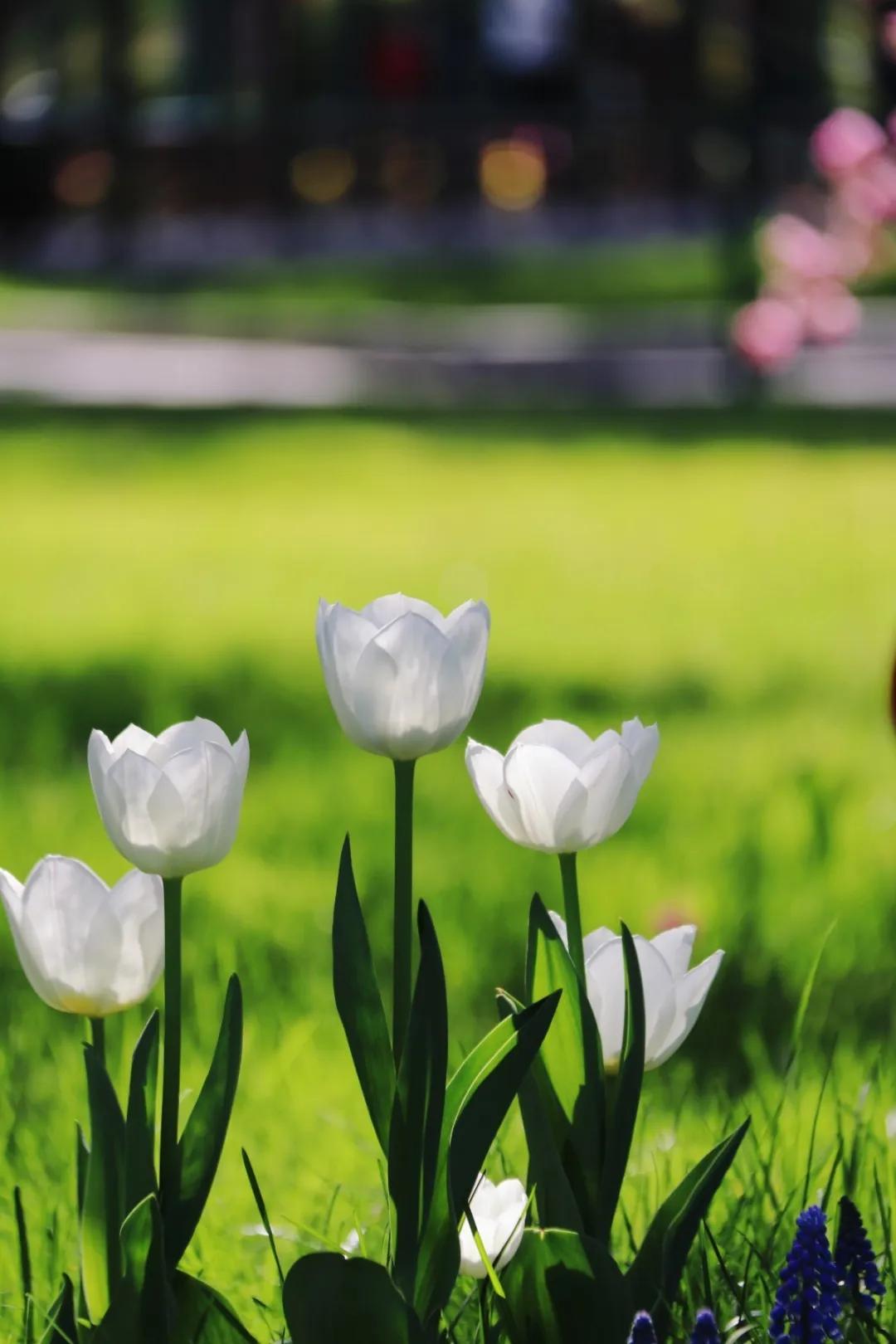 北京人少景美赏秋的公园,北京赏秋中山公园