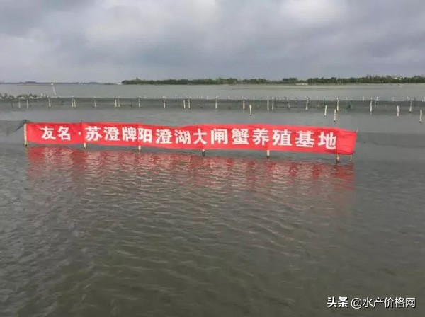 阳澄湖大闸蟹今日开捕,阳澄湖大闸蟹明天开捕