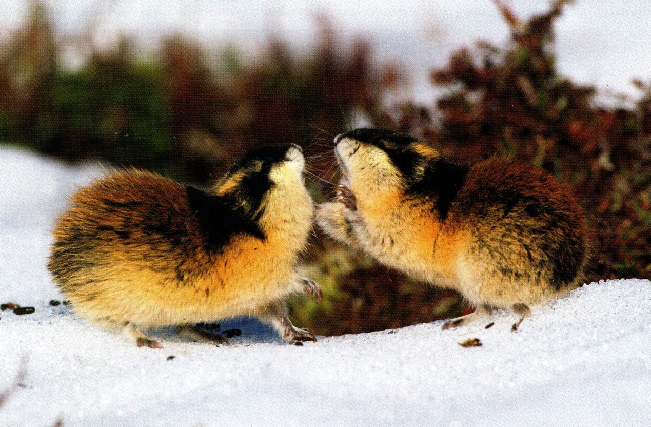 人类灭绝后老鼠成功进化出智慧,人类有没有可能灭绝老鼠