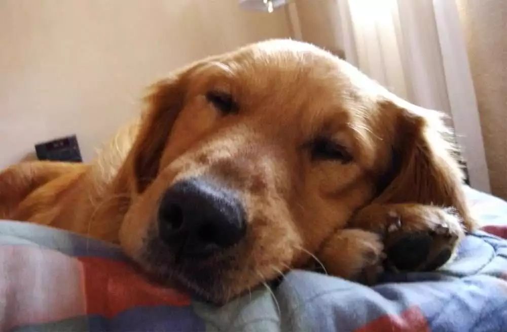 狗狗怀孕的特征和注意事项，你知道吗？