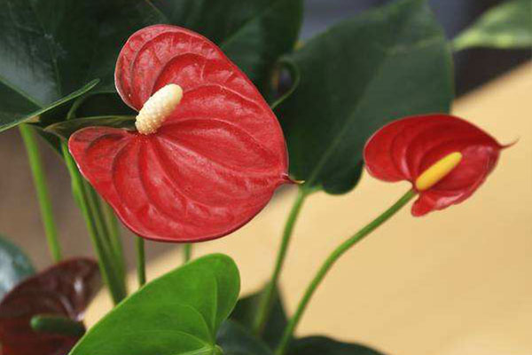 带心形的植物有哪些,最常见的心形植物