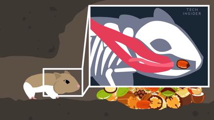 仓鼠为什么把食物都塞到嘴里面去,仓鼠为什么要往嘴巴里塞食物呢