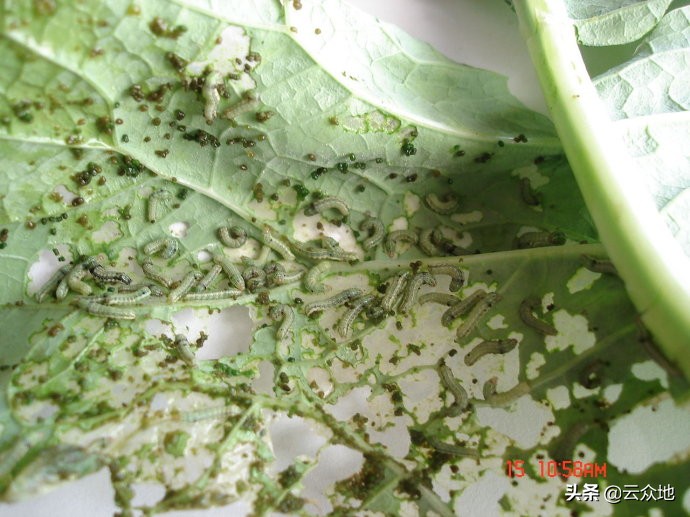 蔬菜夜蛾防治方法,大棚斜纹夜蛾虫害的治疗方法