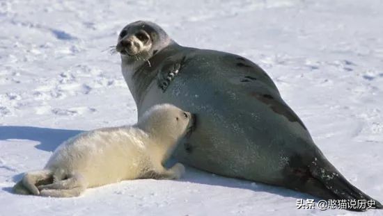 海洋里的哺乳动物是怎么哺乳的,海洋哺乳动物怎么喝水