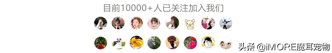 如何挑选一款适合狗狗的狗粮,怎么挑选狗狗最好的狗粮