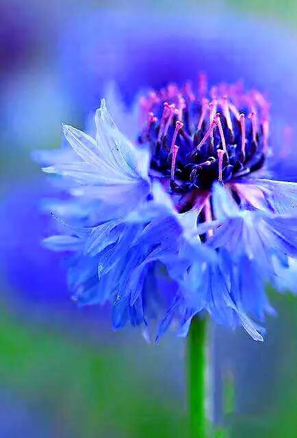 德国国花什么颜色的矢车菊,矢车菊国花