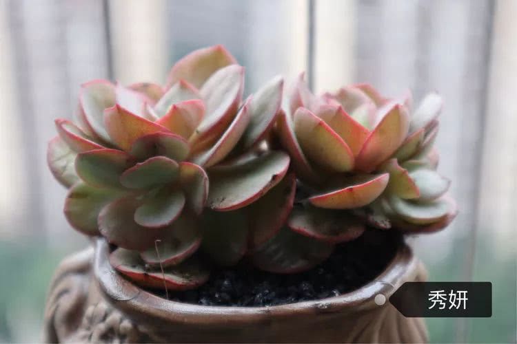 多肉名字怎么记,养多肉人的名字