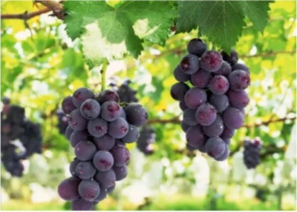 乳房按摩专家建议按摩吗,乳房按摩在什么情况下合适