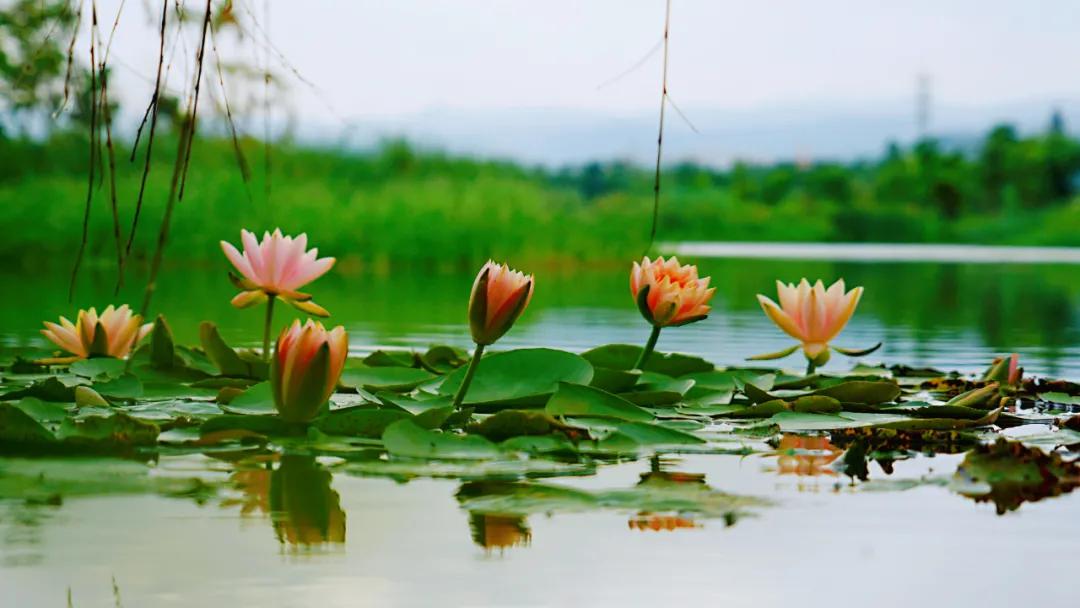 睡莲清心寡欲图片,睡莲夏日清欢