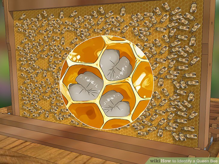 土养蜜蜂换王怎样方便找到蜂王,蜜蜂二十多只带一个蜂王怎么养殖