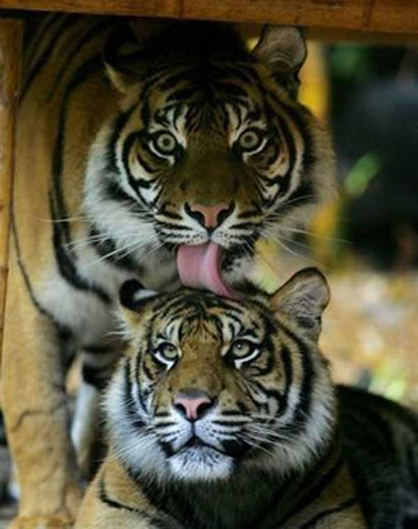 老虎为什么用舌头舔伤口,老虎舌头跟狮子的舌头一样吗