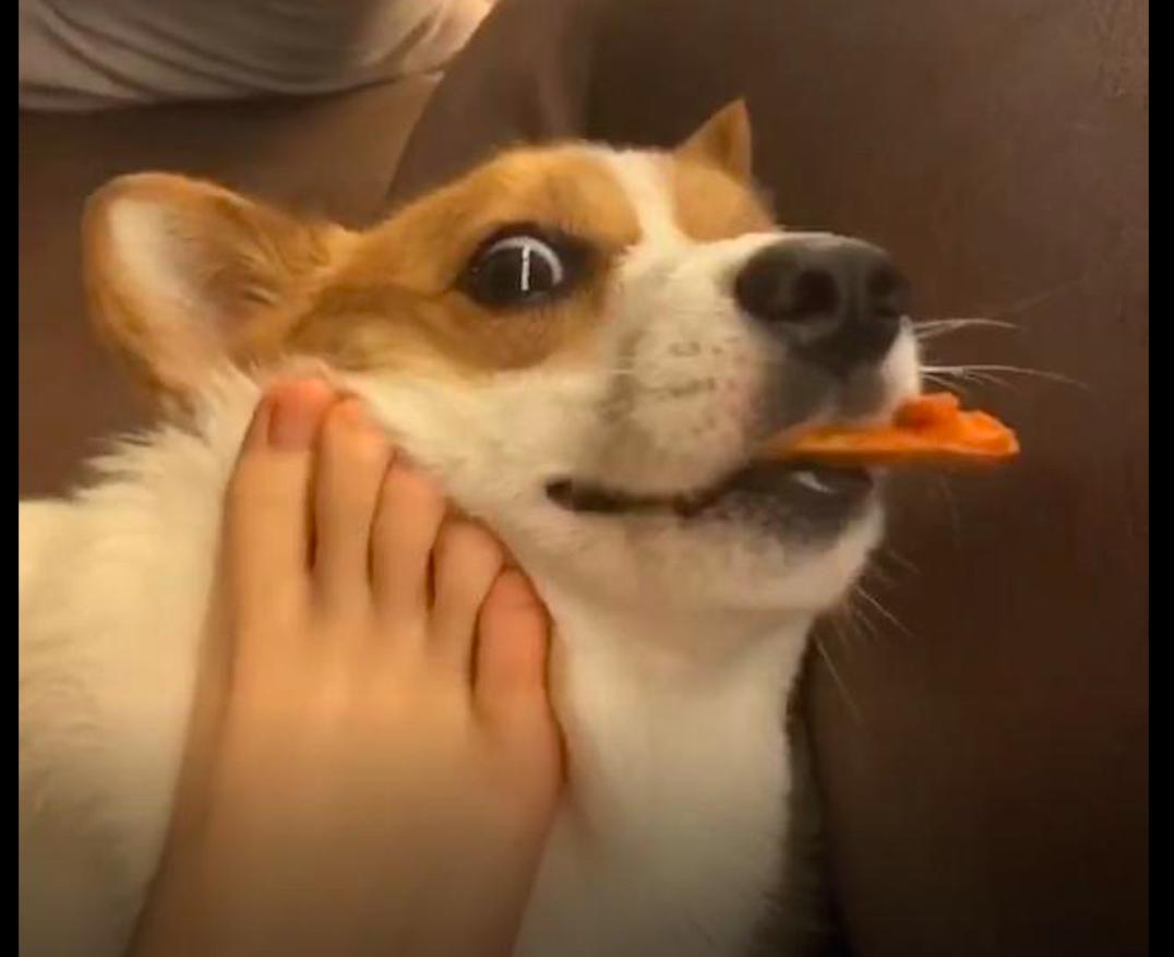 小体型狗狗挑食不吃狗粮怎么纠正,狗狗特别挑食不吃狗粮怎么办