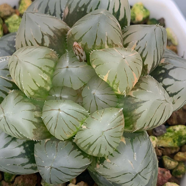 多肉植物一年四季可以晒太阳吗,夏季怕热怕晒的多肉植物