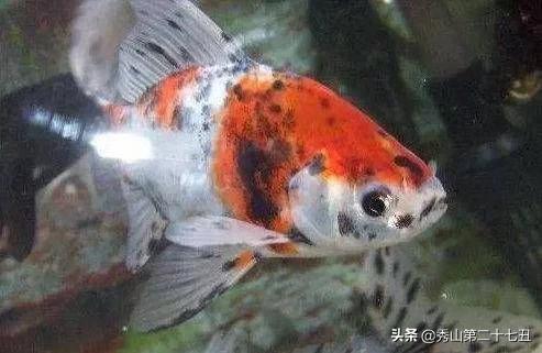 草金鱼十种最漂亮淡水观赏鱼,适合新手养的观赏鱼草金鱼