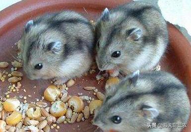 仓鼠养殖技术全集,仓鼠养殖技术与建造