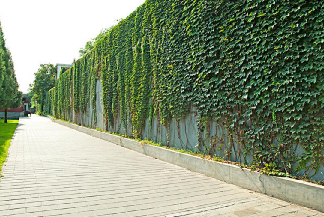 高架桥上为什么只种爬山虎,为啥高架桥要种满爬山虎