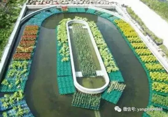 他把空心菜种到池塘里，鱼虾产量高得惊人！