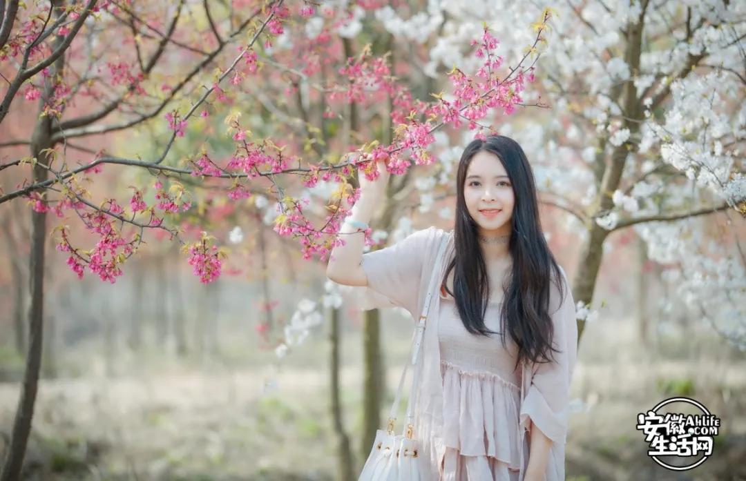 合肥最美的春天景点,合肥春天有哪些好玩的景点