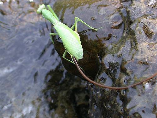 铁线虫来袭，能操纵螳螂“自杀”的寄生虫，能否控制人类？
