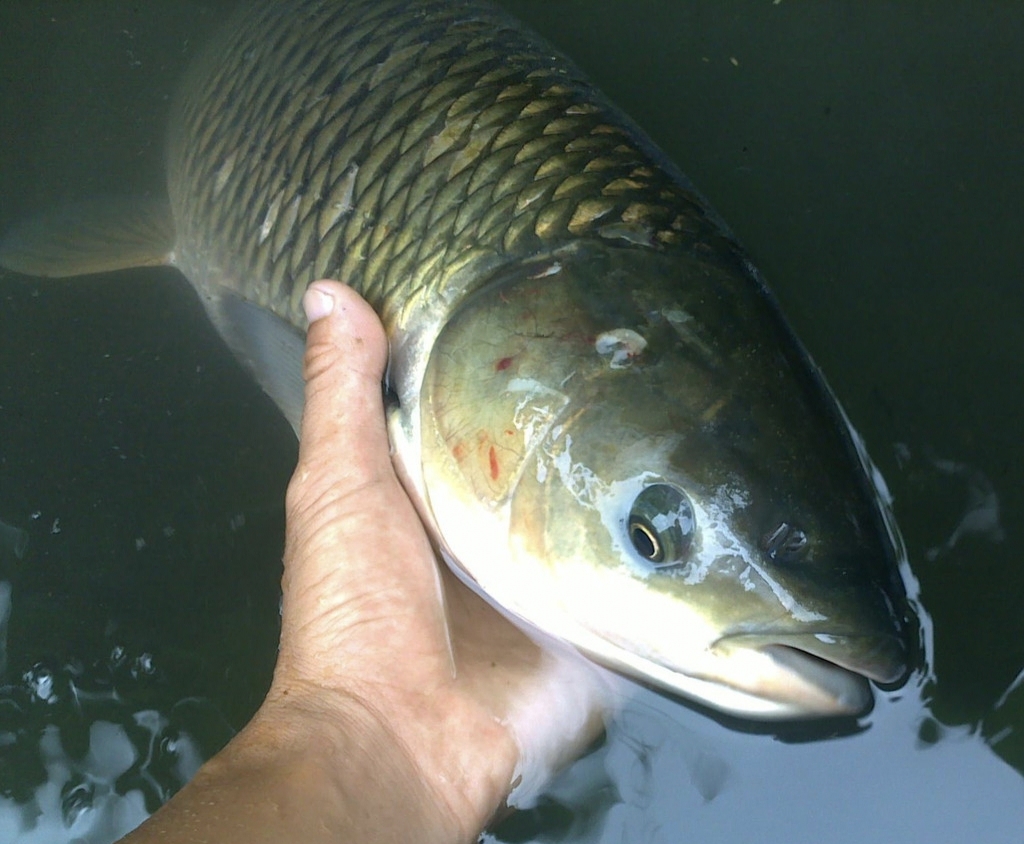 一亩鱼塘能养多少草鱼以喂草为主,一亩鱼塘可以养殖多少条草鱼