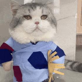 可爱表情包猫猫超开心,猫猫表情包可爱粉粉嫩嫩生气