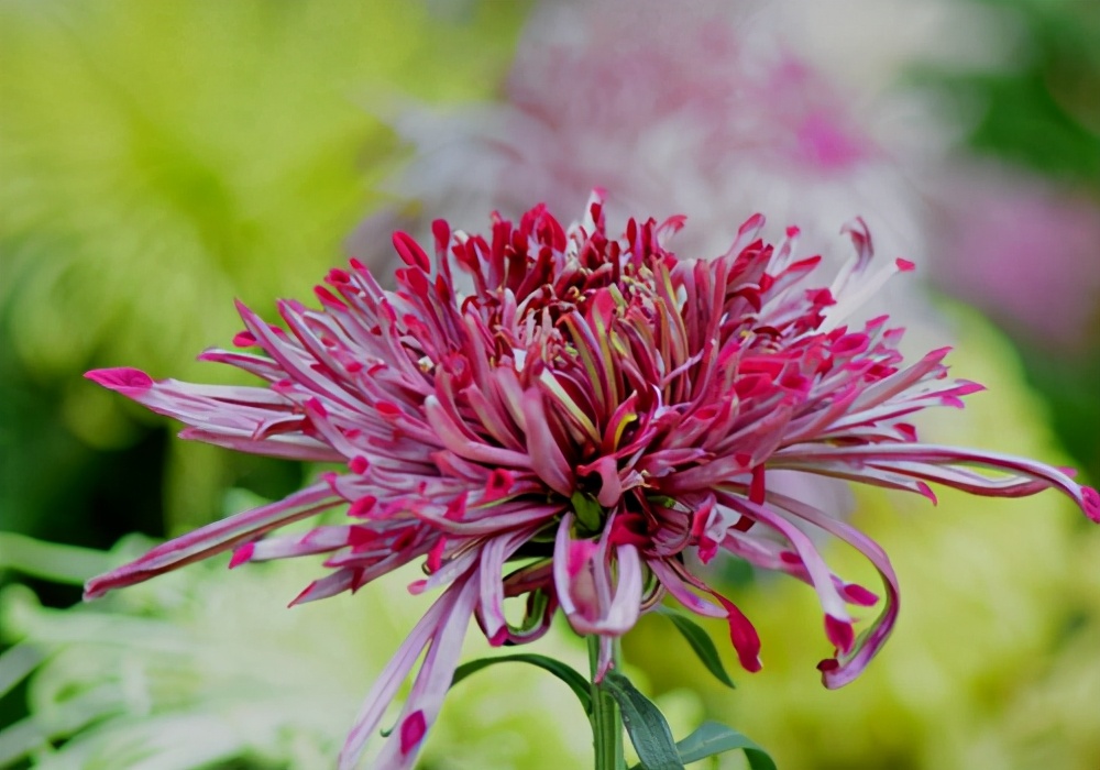 菊花诗句经典名句及菊花意象,菊花象征什么品格古诗意象