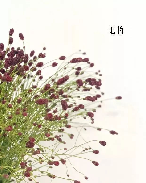 花店里同款的两种不同价格的花材,花店最容易被顾客误解的几种花材