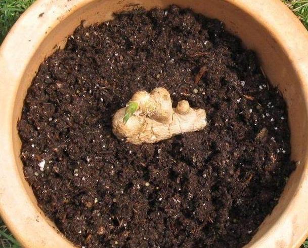 盆里放1块“生姜”，2个月长成盆栽，比月季好看，3个月后采摘！