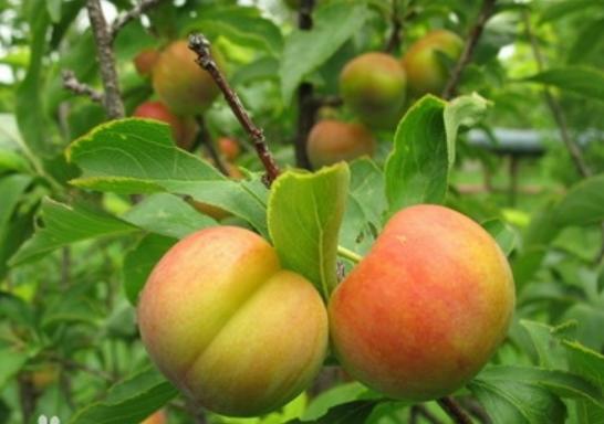 宁夏喜欢吃羊肉,宁夏吃羊肉喝什么