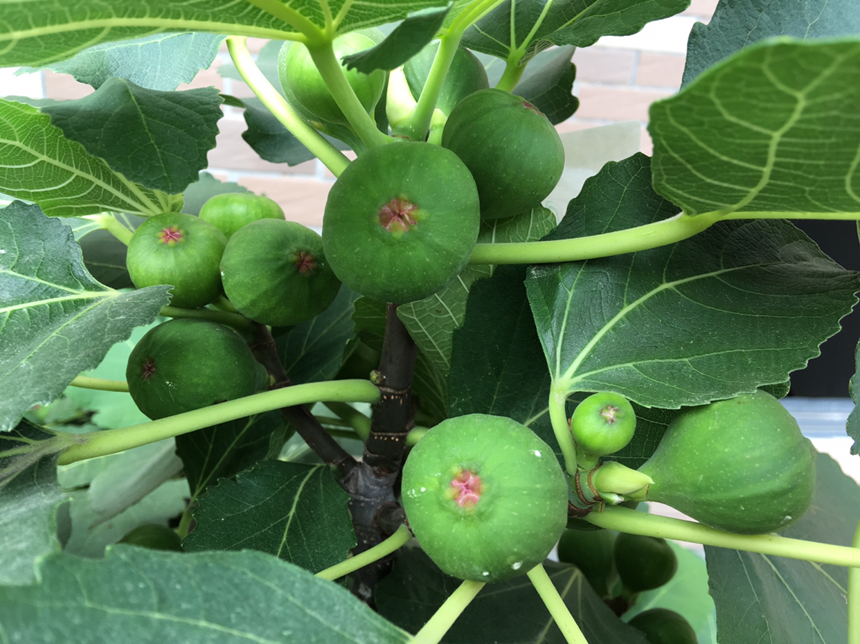 盆栽无花果怎么养,盆栽无花果的养殖方法和注意事项
