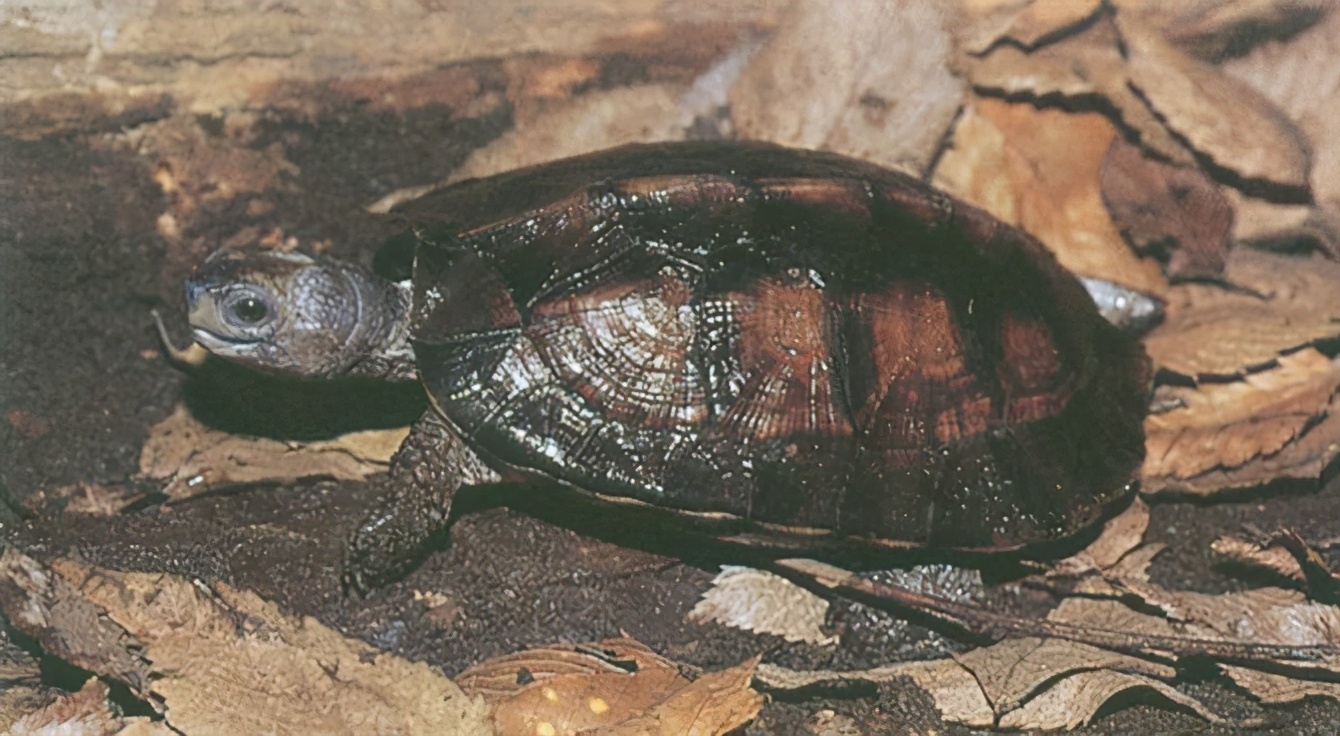 龟类大百科,大眼睛龟类