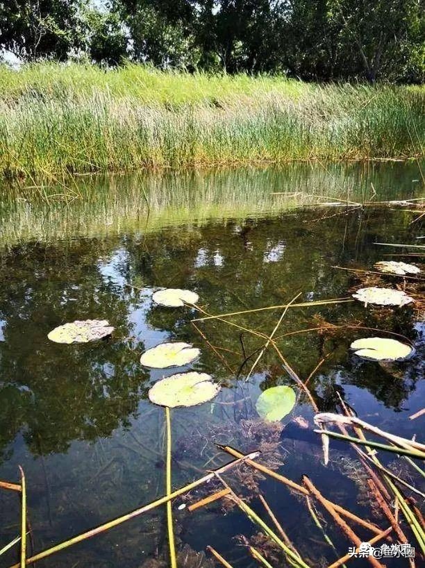 泰国斗鱼和中国斗鱼的杂交品种,中国斗鱼与泰国斗鱼哪个更厉害