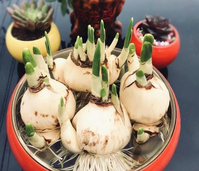 家里养什么花对身体有危害,从风水角度说哪些花不可以家里养