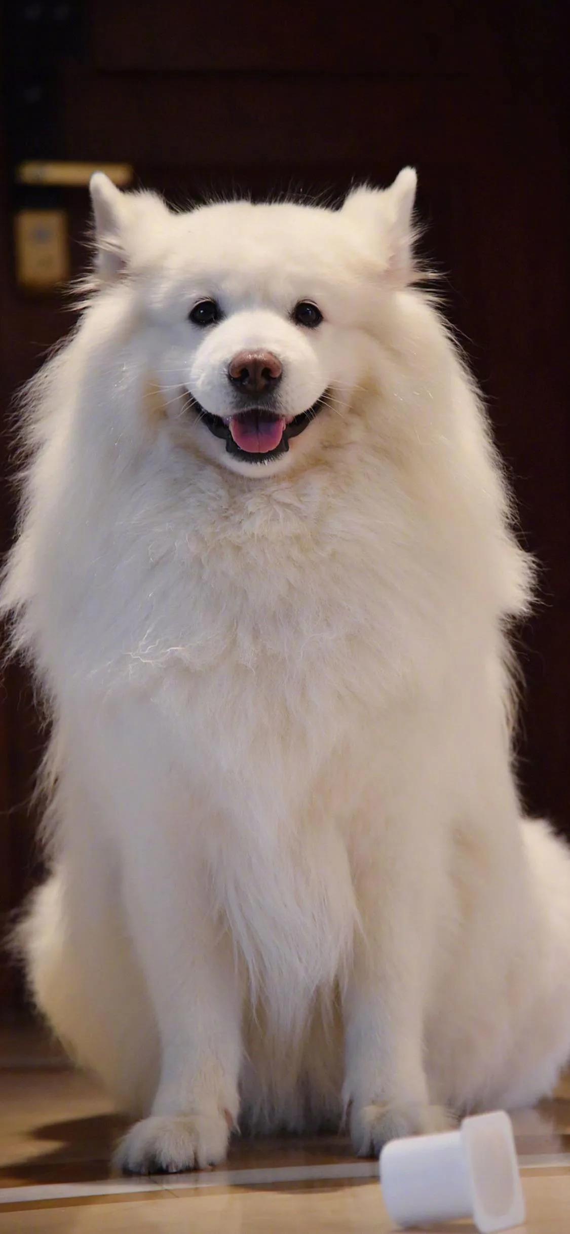 壁纸不管你做什么都要做到极致,不做别人公主只做自己的女王壁纸