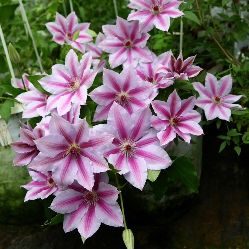 适合大盆养的4种花,这8种花最旺家只需养一盆