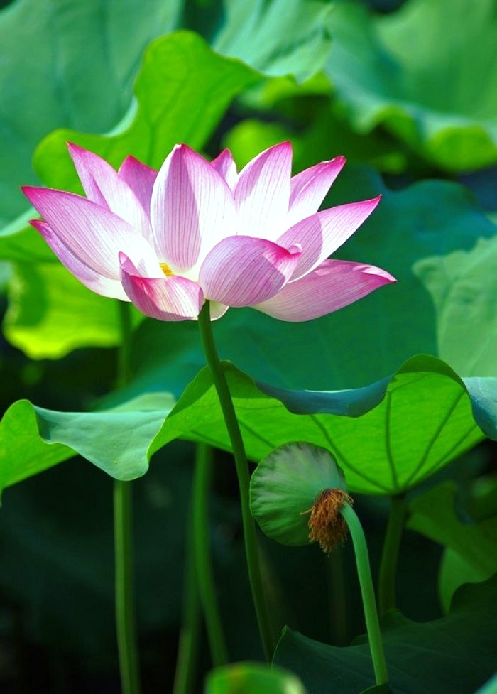 励志人生感悟正能量句子经典,正能量励志豪情经典语录