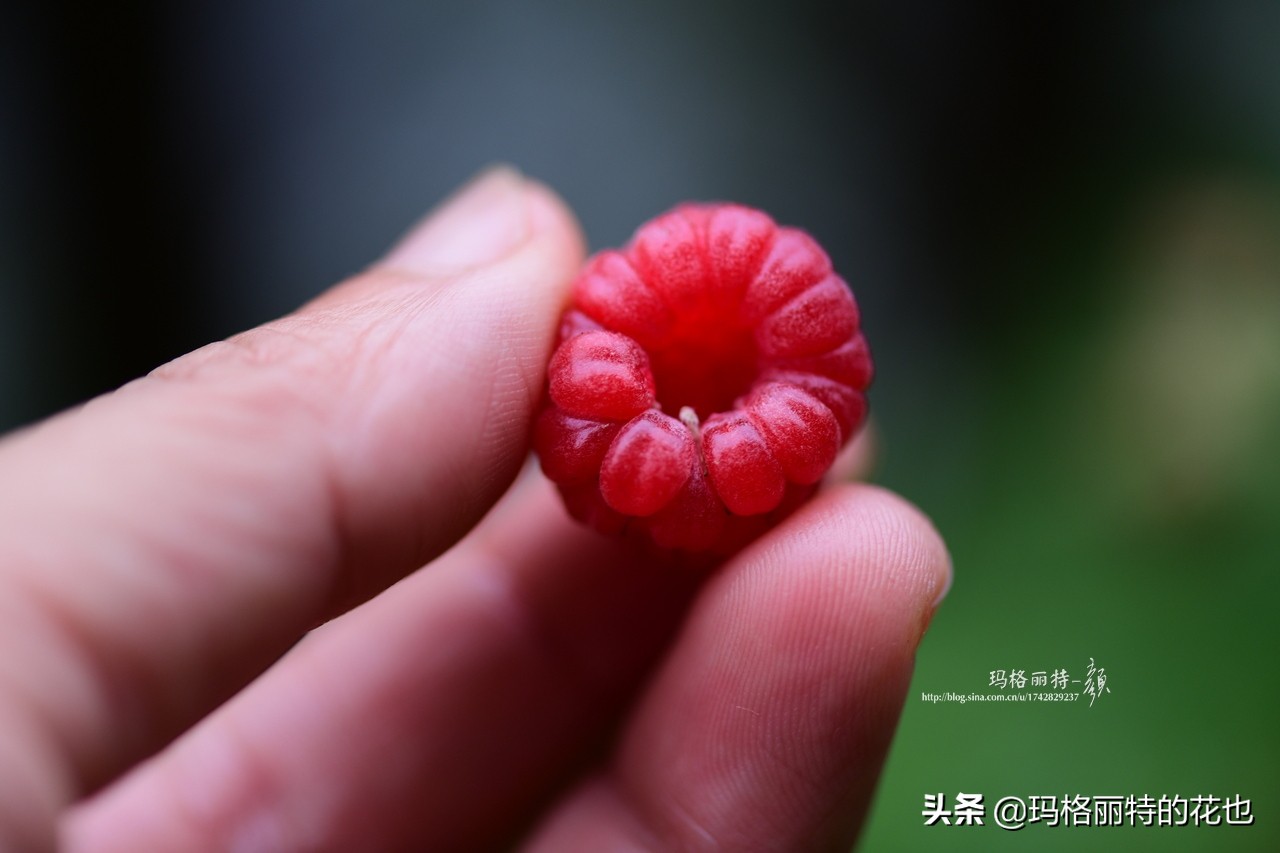 树莓在庭院怎么种植,树莓可在院子里种吗