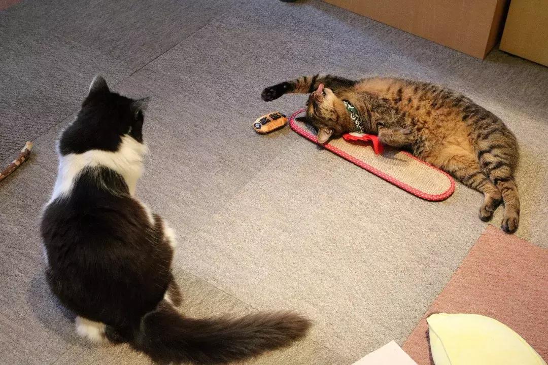 可以撸羊驼撸猫撸狗的咖啡厅,猫咖咖啡馆买猫