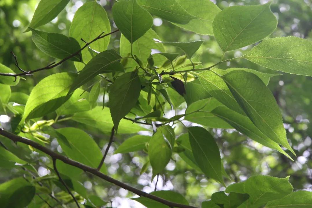 中国的植物多样性保护,全国林草生物多样性保护成就展