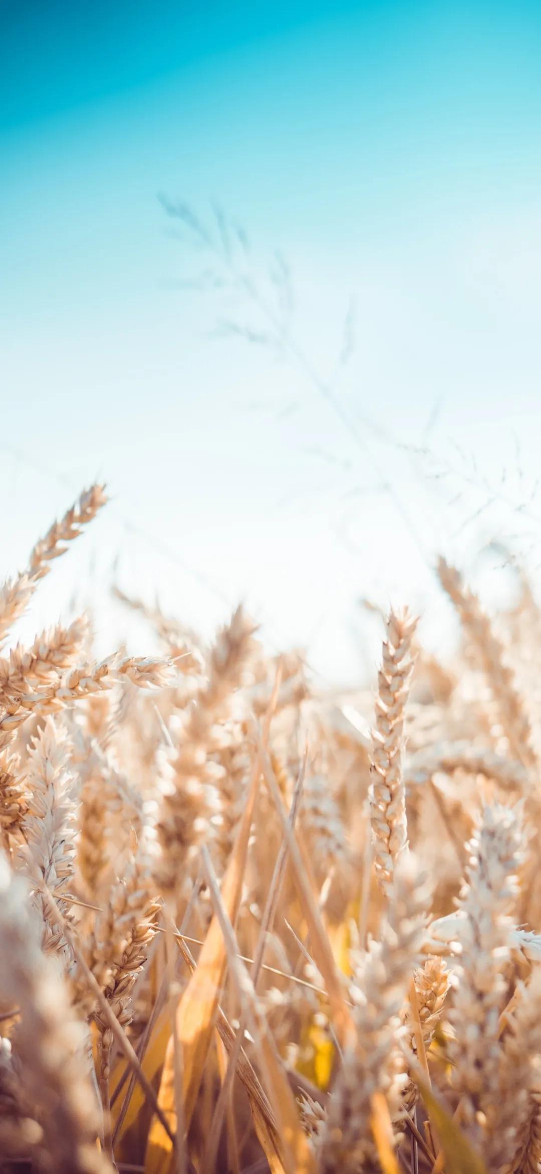 文艺素雅治愈植物手机壁纸,唯美治愈系手机壁纸植物