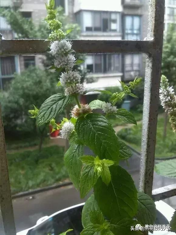 薄荷有清热解毒的作用吗,有一种特别清凉的薄荷