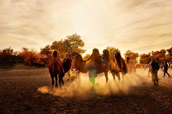 内蒙古阿拉善散养双峰驼,双峰驼是最罕见的动物
