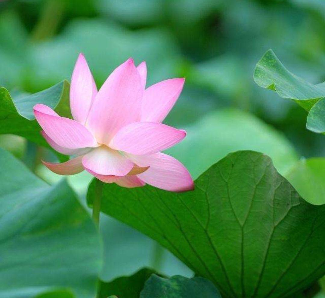 出水芙蓉是什么花图片,出水芙蓉是什么花有什么作用