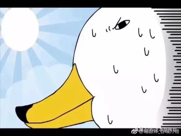 仓鼠没有尾巴,我是一只幸运的小仓鼠