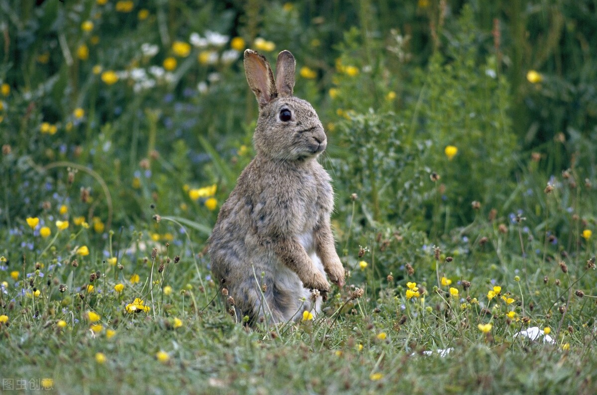 刘博士英语视频,刘博士的英语课堂